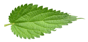 nettle nettles leaf herb
